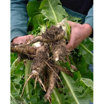 Свежие корни цикория Цезар в руках человека