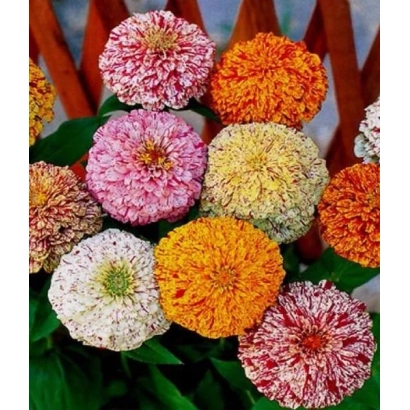 Цветы циннии разных расцветок на деревянном фоне - Карнавал