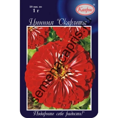 Семена циннии 'Скарлетт' на красном фоне