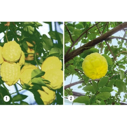 Желтые плоды цитрона на ветке дерева - Уралтау