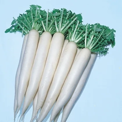 Белая редиска с зелёной ботвой на светло-голубом фоне - ЭПРИЛ КРОС