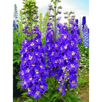 Крупный план фиолетовых цветов дельфиниума на фоне зелёных листьев и других растений - Король Артур
