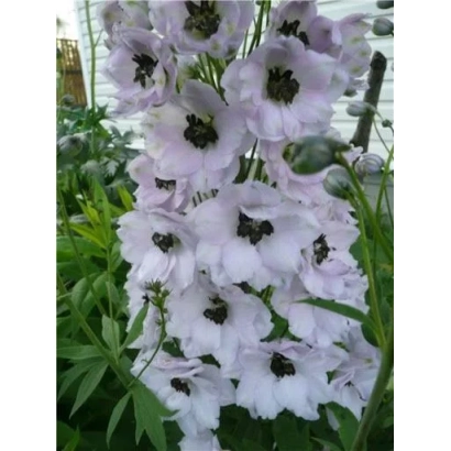 Blooming Delphinium Spring Snow against green foliage