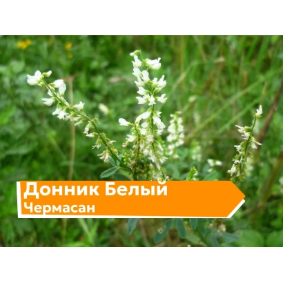Білий донник Чермасан у квіту на зеленому тлі