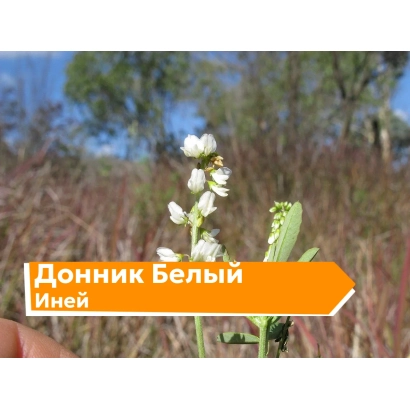 Цветущий донник белый Иней на фоне поля