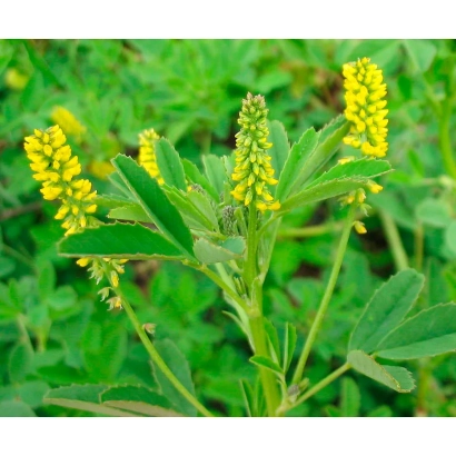 Жовті квіти люцерни на зеленому фоні - ЛЮЦЕРНОВИДНИЙ 6