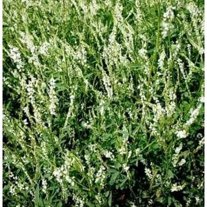 Поле цветущего донника - ОМЬ 2