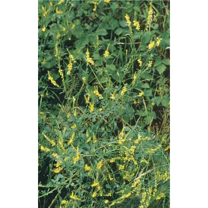 Растение Донник с желтыми цветами - Рыбинский