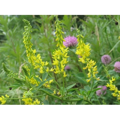 Цветущий донник желтый на фоне зелени и фиолетовых цветов - Самарский