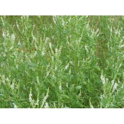 Field of blooming Middle Volga alfalfa