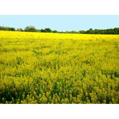 Поле желтого цветущего растения Донник - СРЕТЕНСКИЙ 1