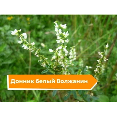 Цветущий белый донник Волжанин на зелёном фоне