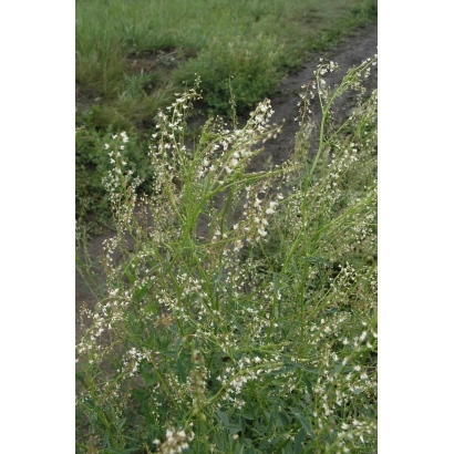 Field of blooming alfalfa - ZAVOLZHSKIY
