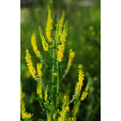 Желтые цветы донника на фоне зелени - ЗОЛОТИСТЫЙ