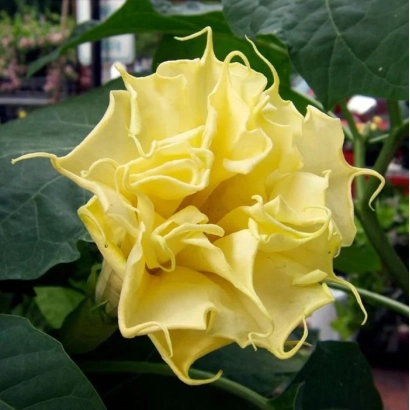 Yellow flowering Datura - YELLOW KNIGHT