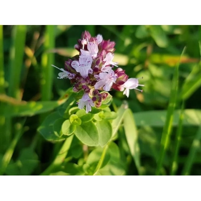 Квітуча м'ята (орегано) на зеленому фоні - Кримчанка