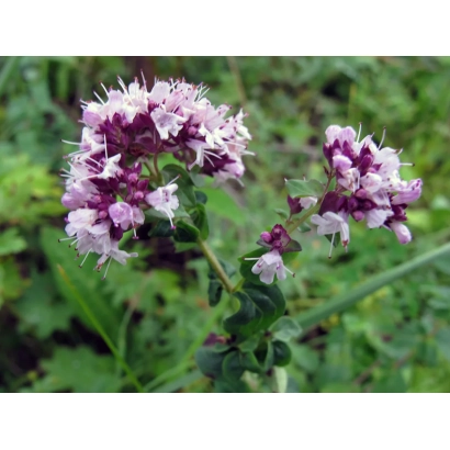 Цветущая душица на зелёном фоне - Мила