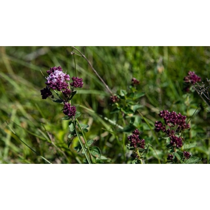 Квітуча м'ята на фоні трави - УРУСВАТІ