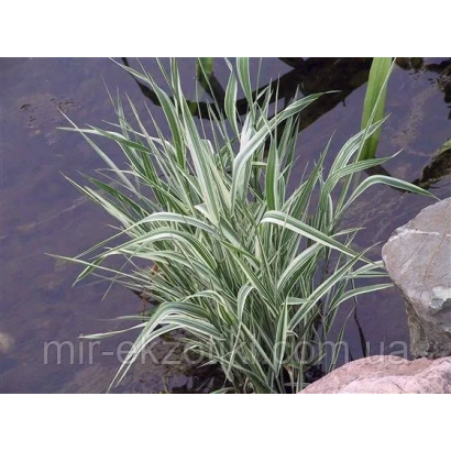 Двукисточник тростниковый растёт у воды - Ласта