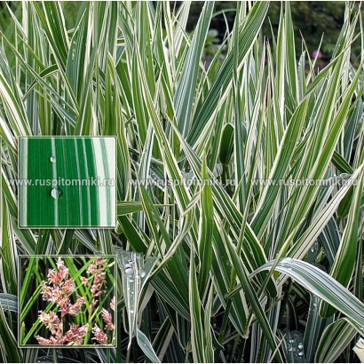 Растение Двукисточник тростниковый с зелёными листьями и цветущими метёлками - ЛУГОВСКОЙ 1