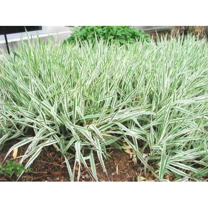 Рослина Двукисточник тростниковий на клумбі - Первінець