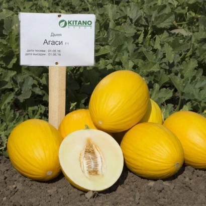 Желтые дыни сорта Агаси на грядке с табличкой Kitano Агаси - Агаси F1