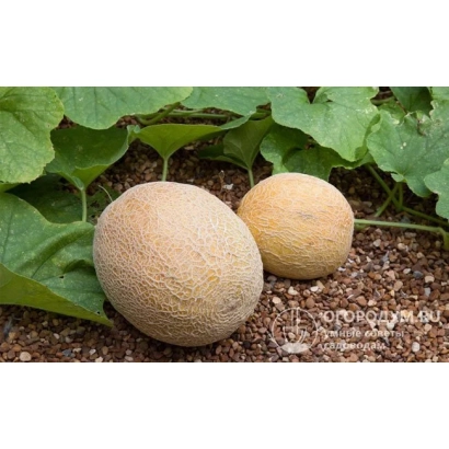 Two AL-HALIM melons on soil among leaves