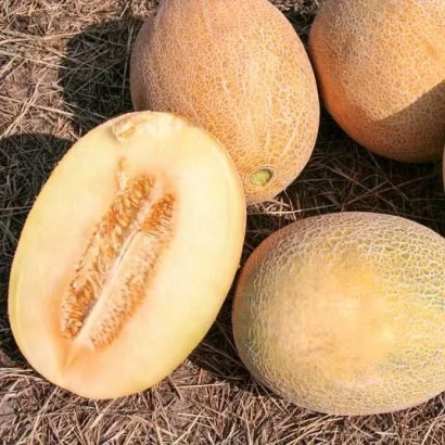 Несколько дынь на земле, одна разрезана пополам, видна мякоть и семена. - АНАМАКС
