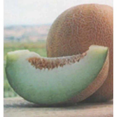 Срез дыни Анзер F1 на фоне целого плода и поля