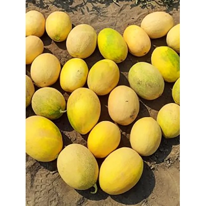 Куча динь сорту Аврора на землі