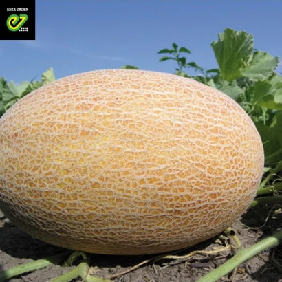 Дыня сорта Бизан F1 на грядке