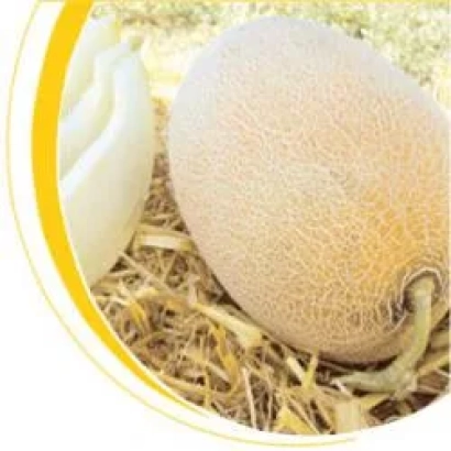 Дыня сорта Бижур F1 на соломе