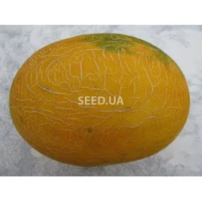 Мелон сорта Чайка на фоне с логотипом SEED.UA