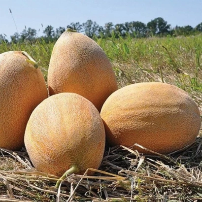 Three Catherine melons resting on straw against a field background