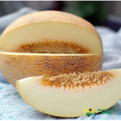 Срезанная дыня Днипро F1 на белой ткани