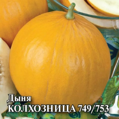 Дыня КОЛХОЗНИЦА 749/753 на фоне других дынь - ДСМ 06