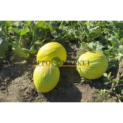 Три дыни Форбан на гряде