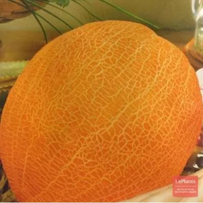 Крупный оранжевый дыня с сетчатой поверхностью на фоне зелени - Голянка