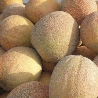 Куча дынь на фоне - Гопринка (Тавричанка)