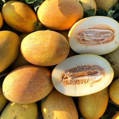 Pile of melons with cut fruits showing internal structure - GRIVNA