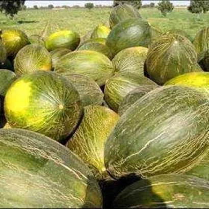 Pile of K'Yano melons in field