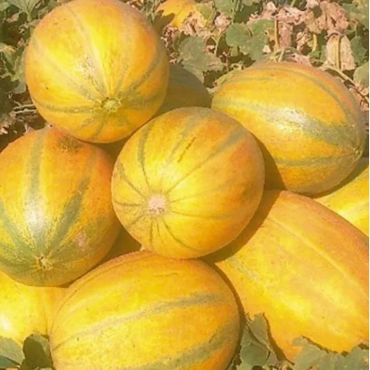 Pile of yellow melons Kubanochka against leafy background