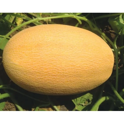 Melon on vine - MAZIAN