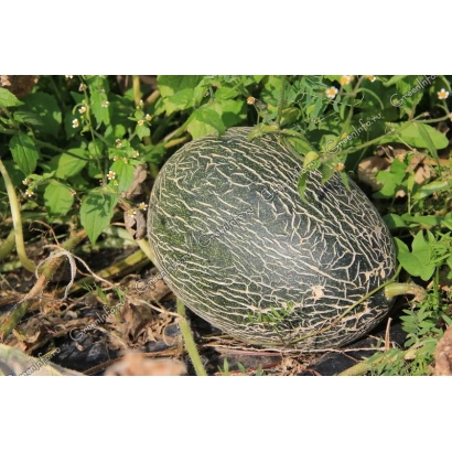Ophelia melon growing in a garden bed among green foliage.