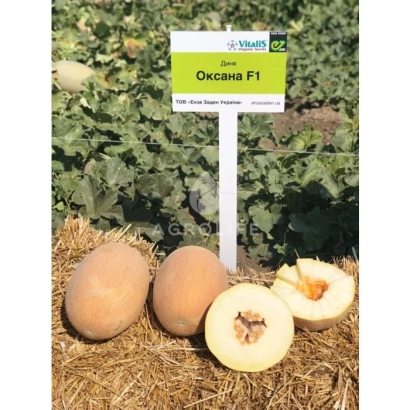 Дыня Оксана F1 на соломе с вырезанным плодом