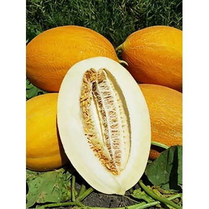 Selchanka melon slice with whole fruits in background