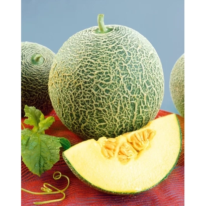 Melon Slavia on red background with mint leaf