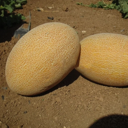 Two melons of variety Solarbel F1 on soil