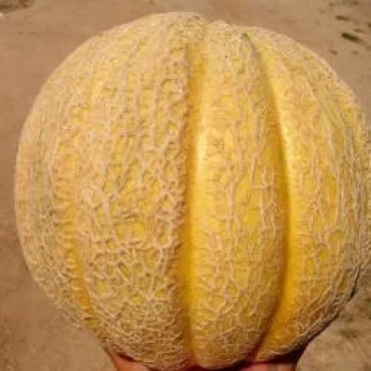 Желтая дыня с сетчатой поверхностью, держимая в руках - Суперстар F1