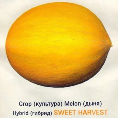 Melon (cantaloupe) variety Sweet Harvest